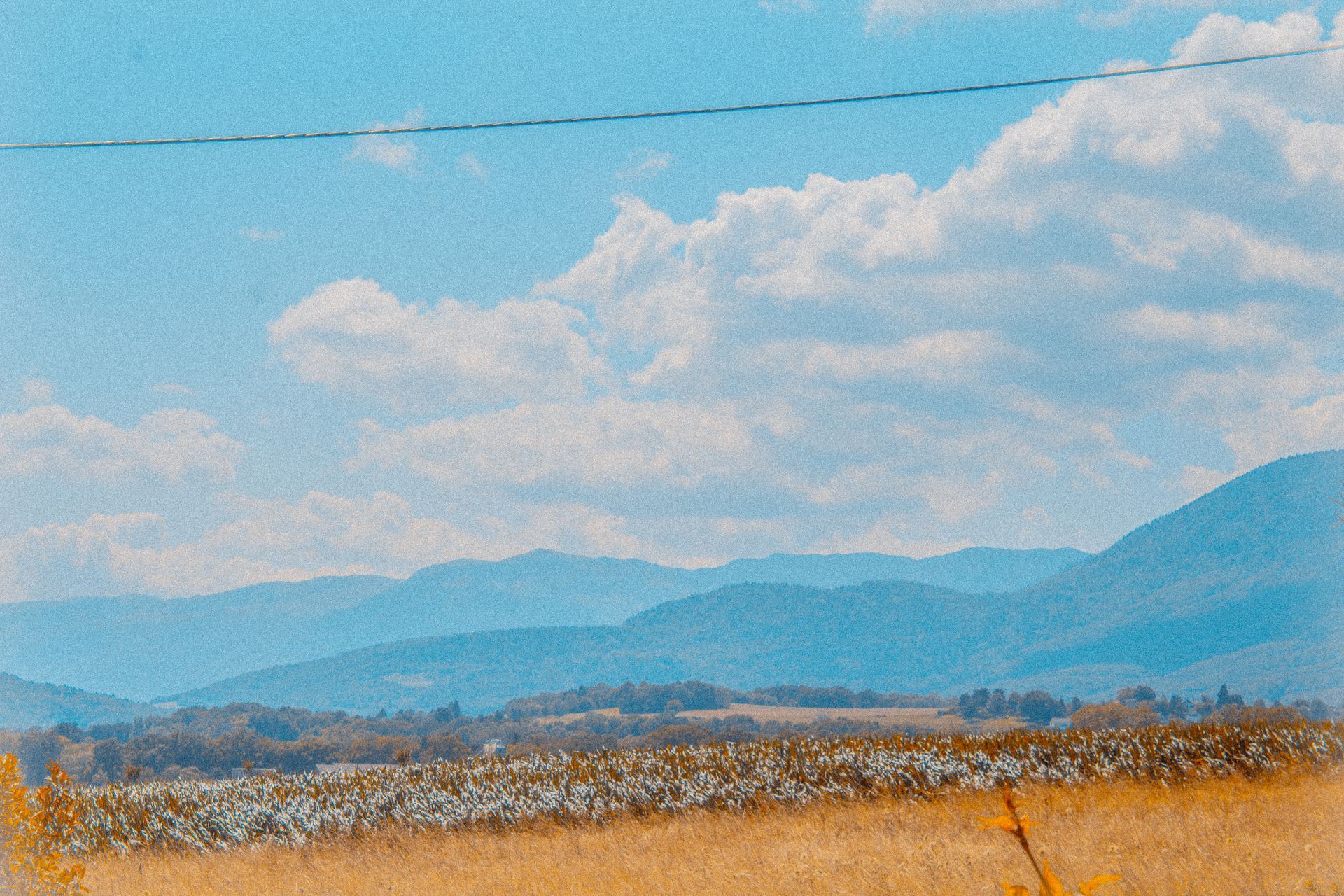 Golden Field